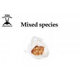 Mystery Box MIX species - small