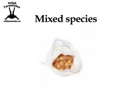 Mystery Box MIX species - small