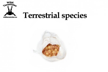 Mystery Box Terrestrial species - small