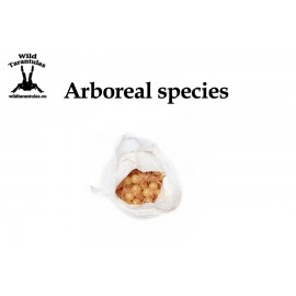Mystery Box Arboreal species - small