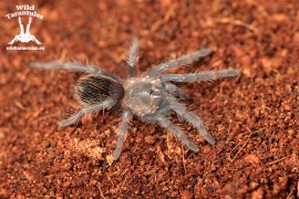 Aphonopelma sp. Acapulco 1.5cm