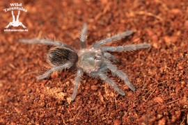 Aphonopelma sp. Acapulco 1.5cm