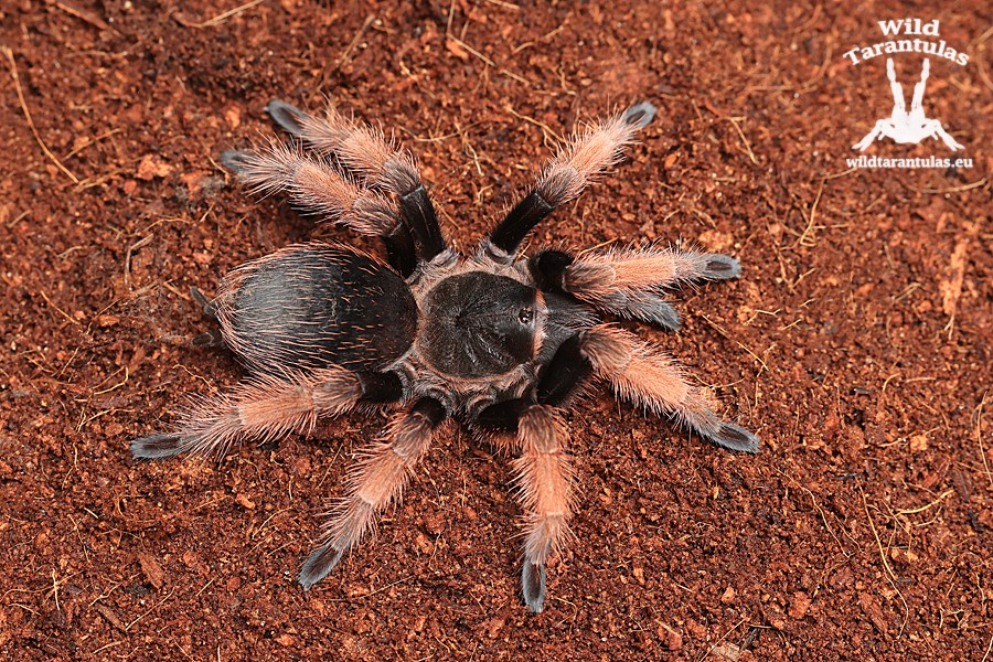 Brachypelma klaasi 1.5cm - wildtarantulas.eu