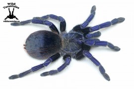 Pterinopelma sazimai 3cm