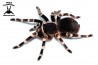 20x Acanthoscurria geniculata 1.5cm