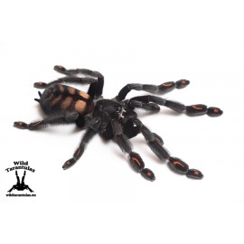 Psalmopoeus irminia 7cm Female