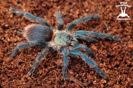 Dolichothele diamantinensis 1cm