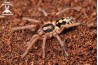 Hapalopus formosus (ex. Colombia Big) Female 4cm