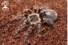 Grammostola pulchripes 6cm