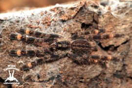 Poecilotheria ornata 6cm