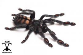 Psalmopoeus irminia 10cm Female