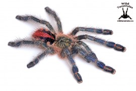 Ybarapora diversipes 2cm
