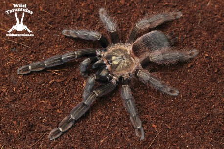 Psalmopoeus reduncus 1.5cm