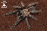 Psalmopoeus reduncus 1.5cm