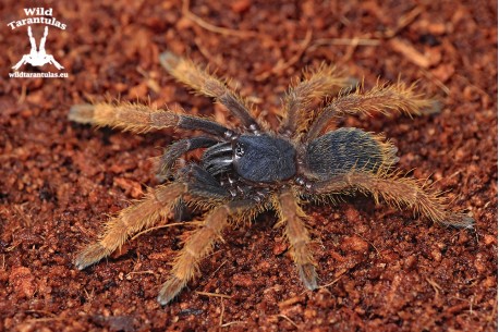 Ornithoctoninae sp. Silver (Vietnam Silver) 5.5cm